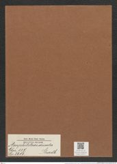Amphitetras arisata Shadb. (de-Toni-Nr.: Genus 137, Species 3603) Zeichnungen Sammlung Grunow Mappe 03757 (Herbarium_W_Grunow_drawings_Folder_03757)